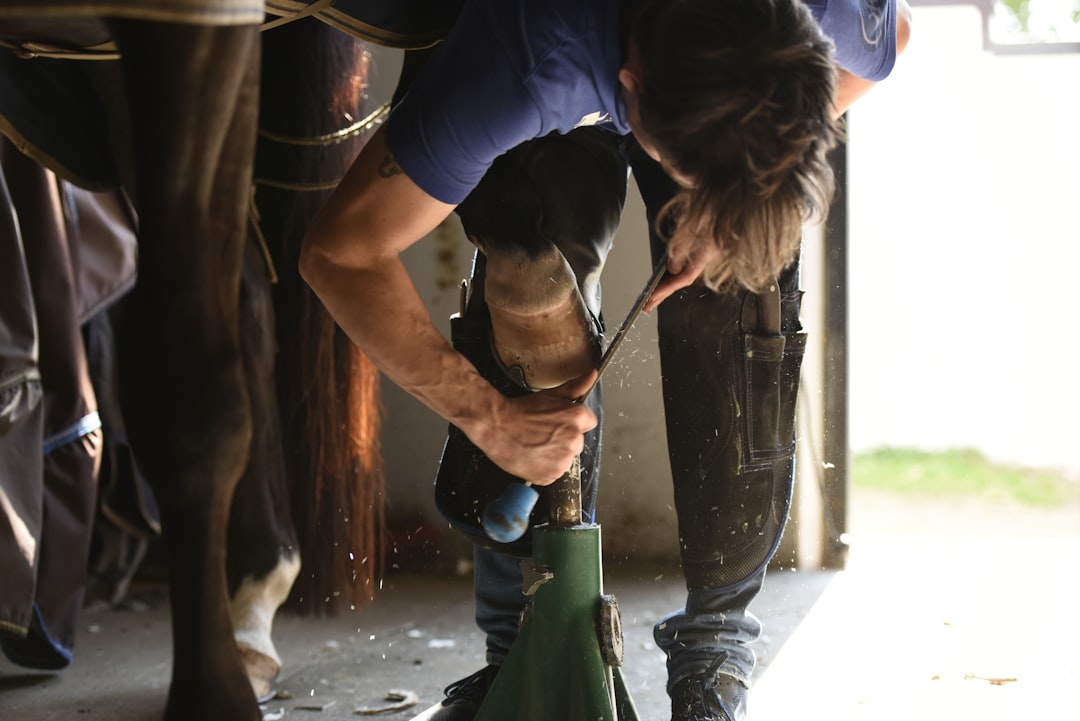 Horse farrier scrapes hooves, dressage horse