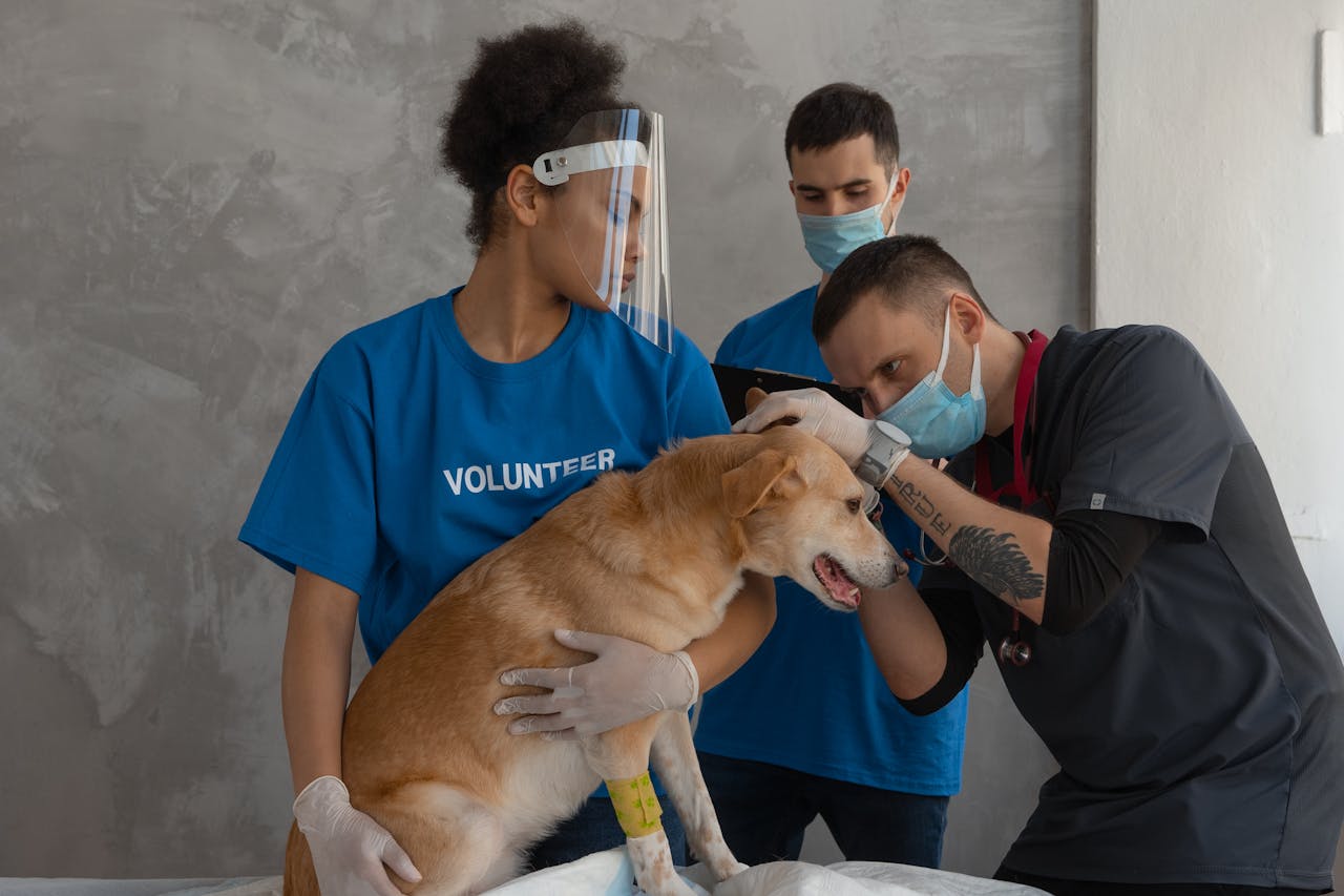 A veterinarian and volunteers perform a checkup on a dog in an indoor setting.