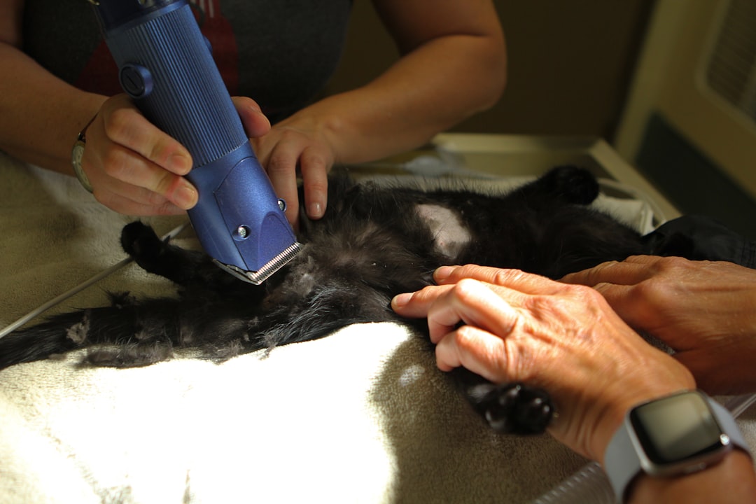 A cat is prepared for spay or neuter surgery at a veterinarian clinic in Pocatello.